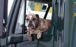 Have pooch, will travel: how to keep your pets safe in the car