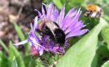 Local Authorities get buzzing for pollinators