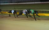 Kilkenny greyhounds: Ping Putter was hot, hot finisher