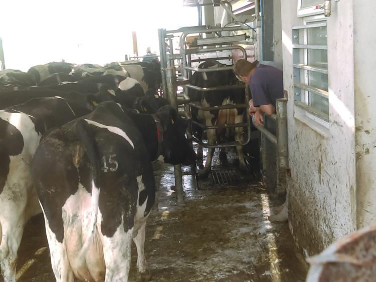 Robotic milking of cows in the Kilkenny heat made sense today