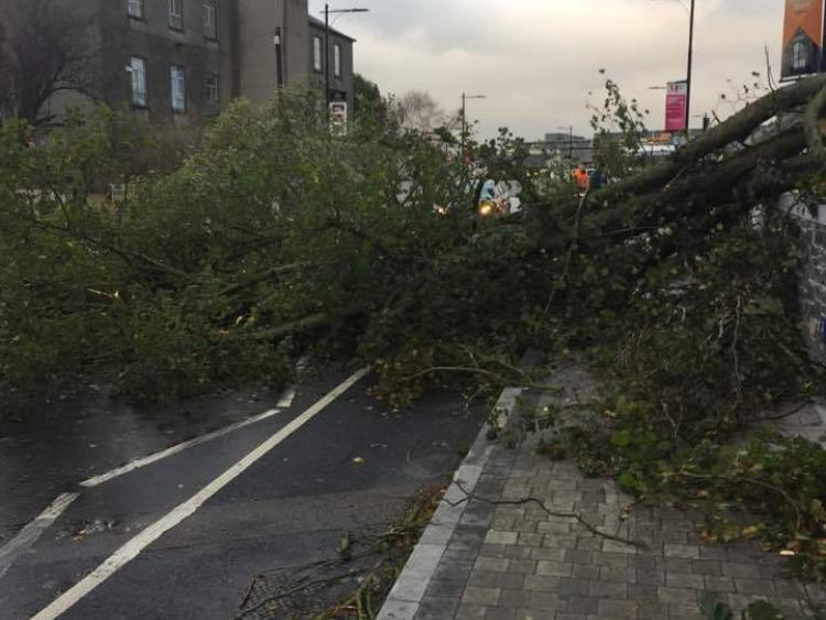 Tree blocks new bridge