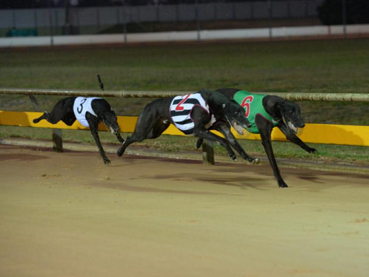 Kilkenny greyhounds: Brownshill Ace was the ace on the night