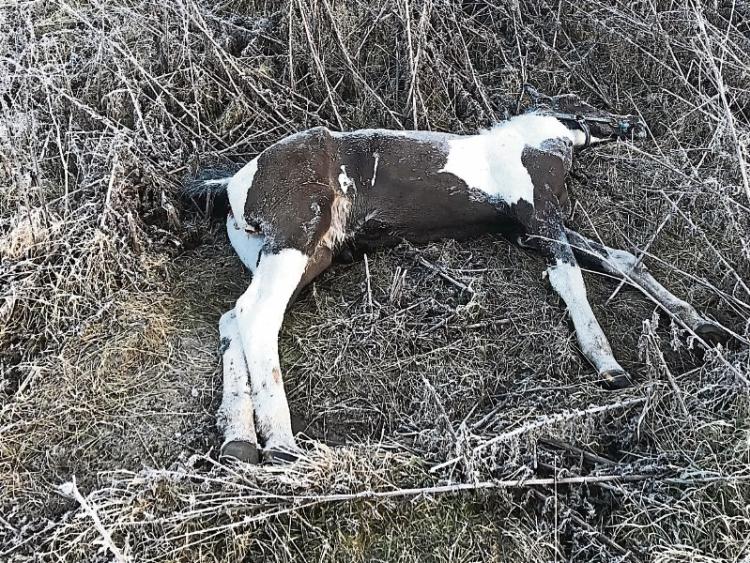 Kilkenny authorities investigate dead horses found on lands at Hebron Road