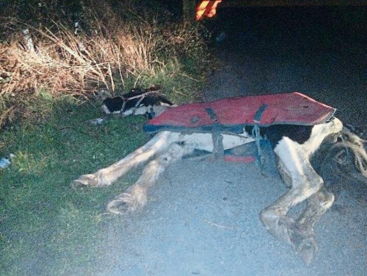 Councillor calls for Kilkenny Horse Project to be suspended