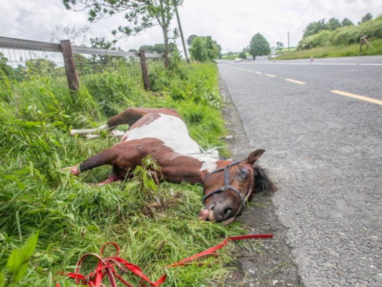 A young horse lies dead on the side of the Kilkenny to Waterford Road after an accident during sulky race. The young horse was still alive after the accident but had to be put down by the vet. Photo: Pat Moore.