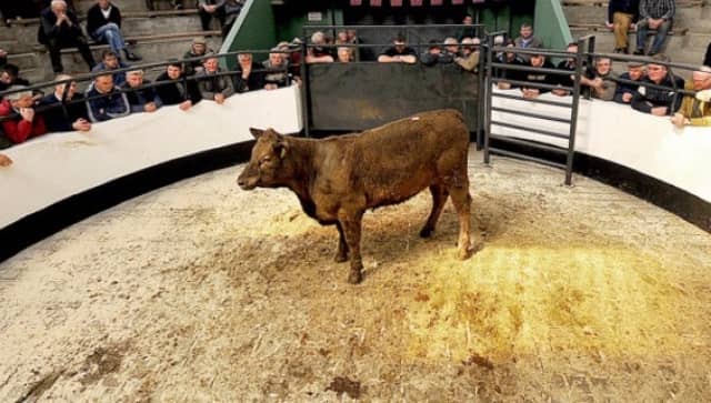 Cattle meeting organised by IFA in Portlaoise