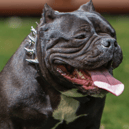 XL Bully