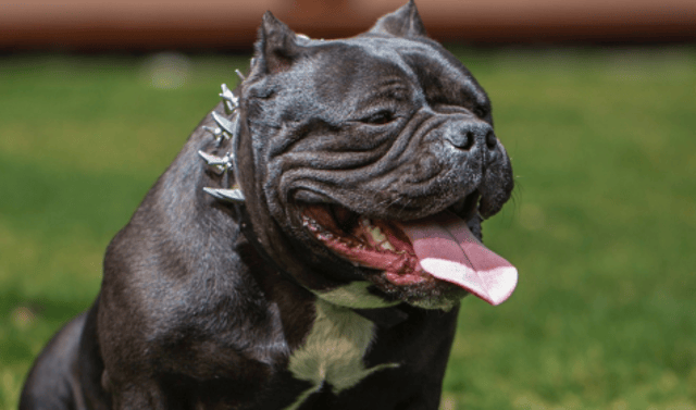 XL Bully