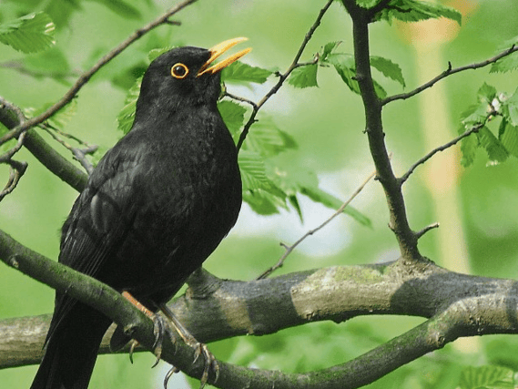 Louth can benefit from €1.5 million Biodiversity Fund says Department