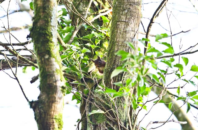 A squirrel in Woodstock Gardens. Photo: Brendan Marnell.