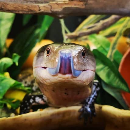 Meet Skink at the National Reptile Zoo