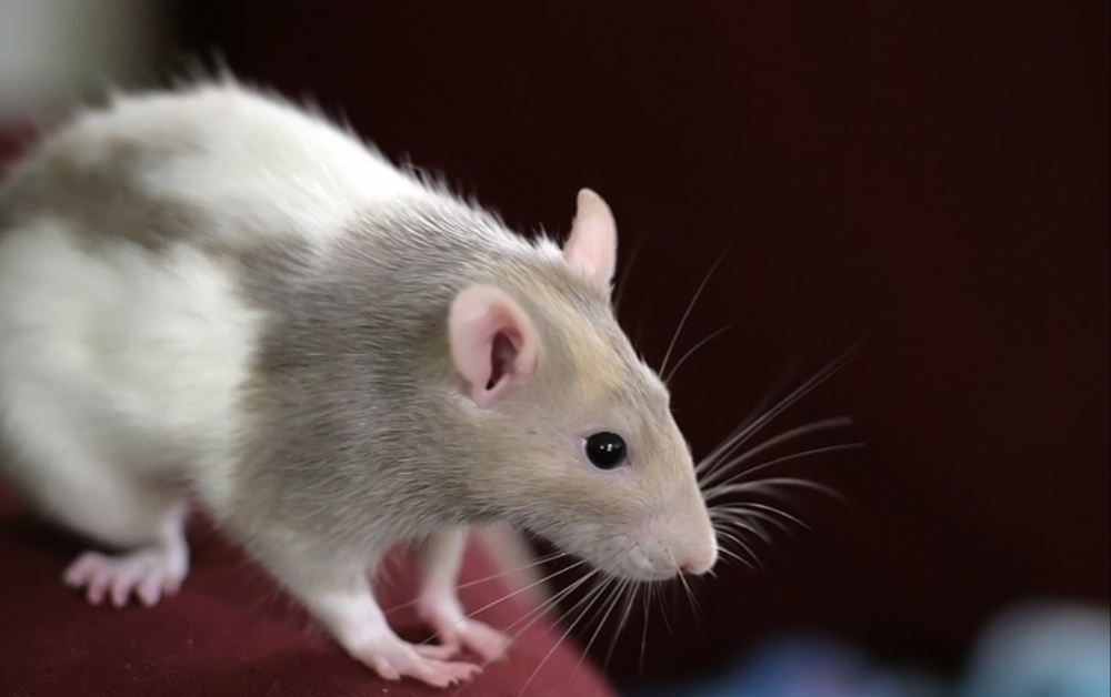 REVEALED: Counties with the most rat callouts in 2023