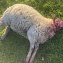 An image of one of the dead sheep