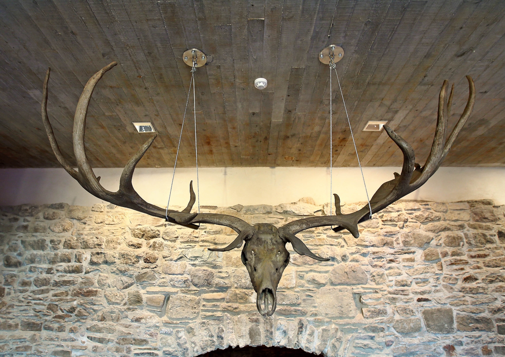 Archive - Giant Irish Deer remains discovered in Kilkenny (1973)