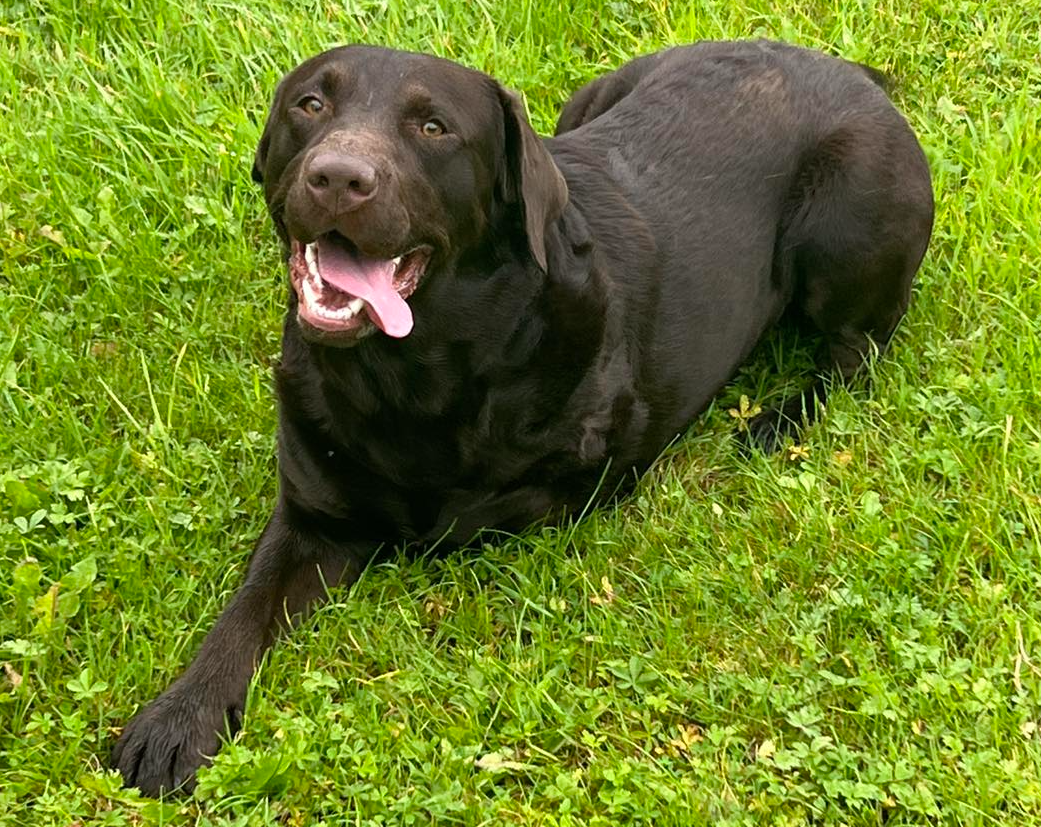 Ben the three-legged labrador handed into shelter in Kilkenny - can you ...