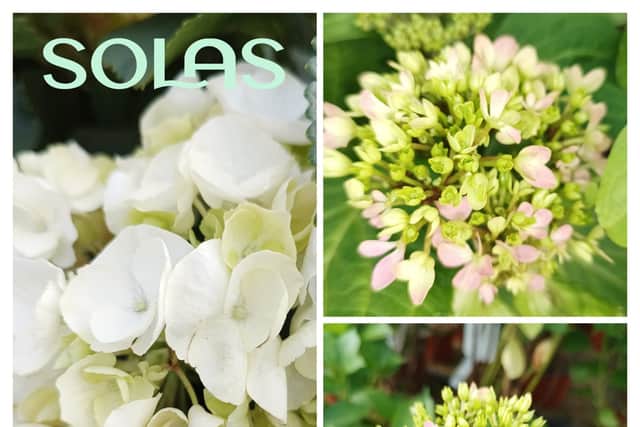 Plant of the Week: Hydrangea macrophylla. These versatile plants thrive in sunny and semi-shade gardens, offering a wide range of colours and a long flowering season.