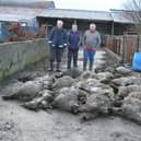 Neighbours of the O’Donoghue family, Martin Young, Daniel Bugler and land owner Michael Rushe where the kill occurred, gathering up some of the dead sheep last week. Pic: Rose Mannion.