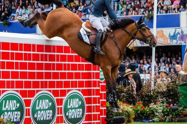 Mikey is our new Master Champion, winning an array of firsts at this year’s Dublin Horse Show.