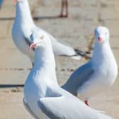There are a number of practical steps that people can take to prevent the presence of these pest birds on their premises
