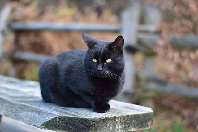 Pic courtesy of Kilkenny KSPCA