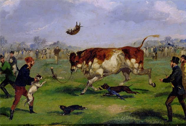 Bull-baiting in the 19th century, painted by Samuel Henry Alken
