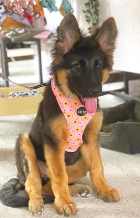 Nala is the Kilkenny Puppy of the Year 2021