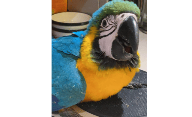 Zazoo