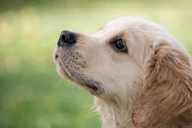ISPCA issue a reminder that tail docking is illegal