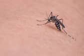 Rentokil experience 39% increase in callouts for biting insect