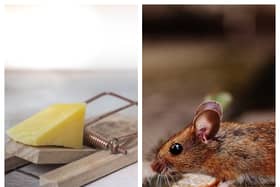 Rentokil issue toxic baiting pest control warning to businesses