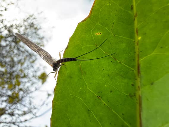 The first sighting of the flathead mayfly on the Nore in over 80 years. Image: Dan O'Neil