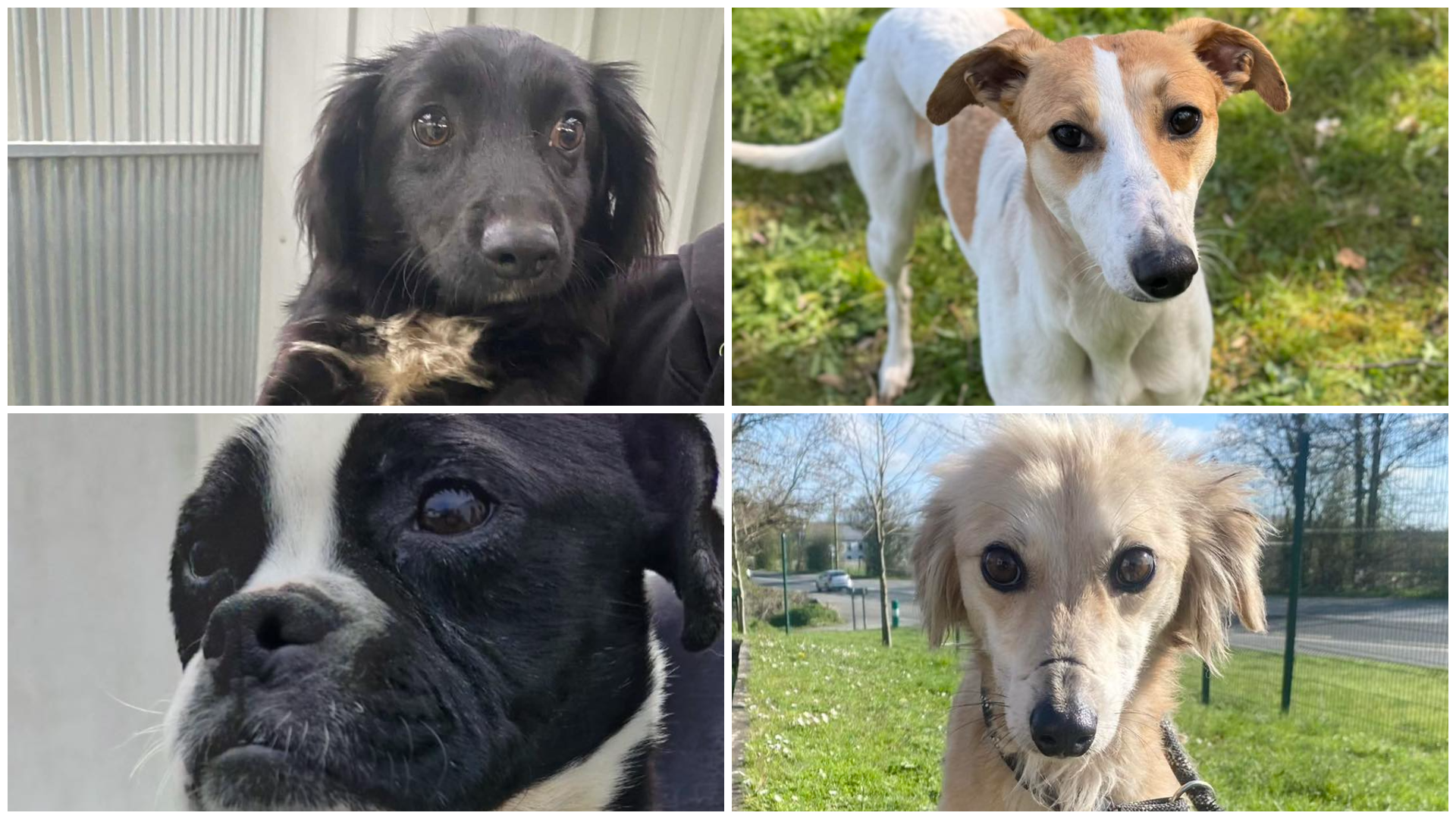 PICTURES: Dogs given new lease of life as they swap shelter for new homes
