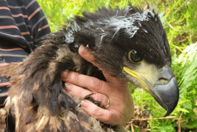 'Aspen' aged around 8 weeks when she was being satellite-tagged