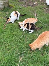 The Cashel feral Cat Project is a volunteer group led by Michelle O'Dwyer and Angie NiCraith