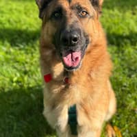 Kilkenny dog shelter welcomes new arrival after heartbreaking surrender