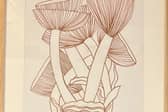 Mushrooms by Clodagh Holohan
