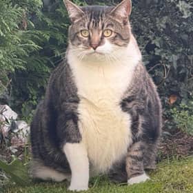 Can you help Puddy find a forever home?