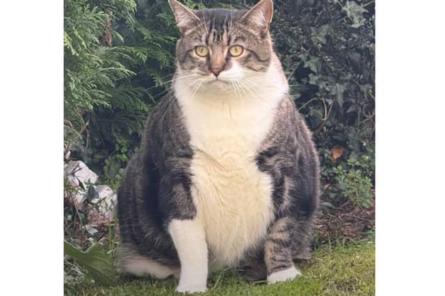 Can you help Puddy find a forever home?