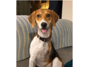 Dolly Parton, the three-legged dog, is looking for her forever home 
