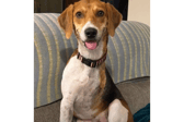 Dolly Parton, the three-legged dog, is looking for her forever home 
