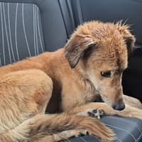 'It breaks my heart' - Shock in Kilkenny as young puppy found in terrible state