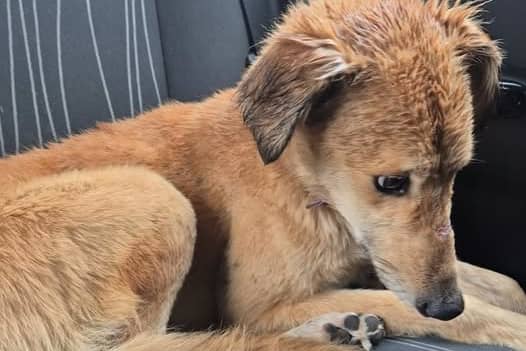 Cody was found near Kilkenny by an animal rescue charity, which is now seeking donations to help him