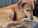 Cody was found near Kilkenny by an animal rescue charity, which is now seeking donations to help him