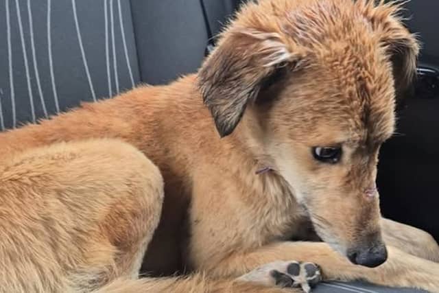 Cody was found near Kilkenny by an animal rescue charity, which is now seeking donations to help him