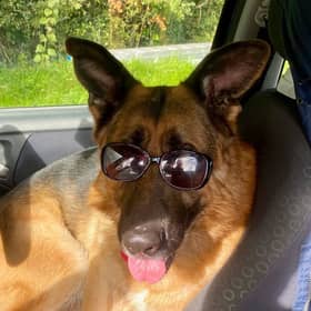 JR the dog 