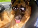JR the dog 