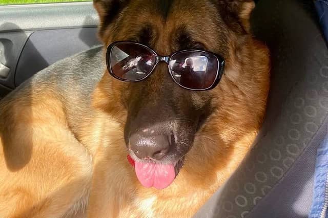 JR the dog