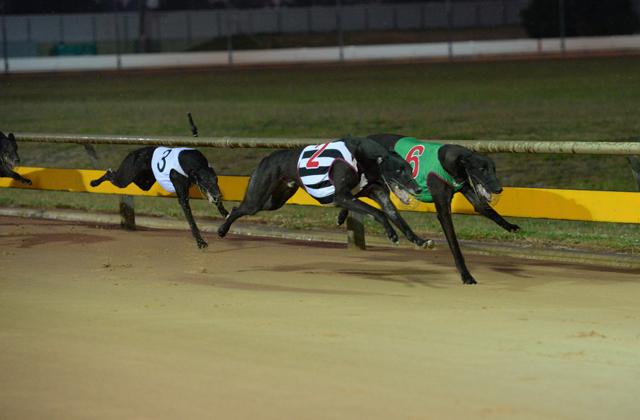 Coursing The Action In Woodsgift Was Top Class Kilkenny People