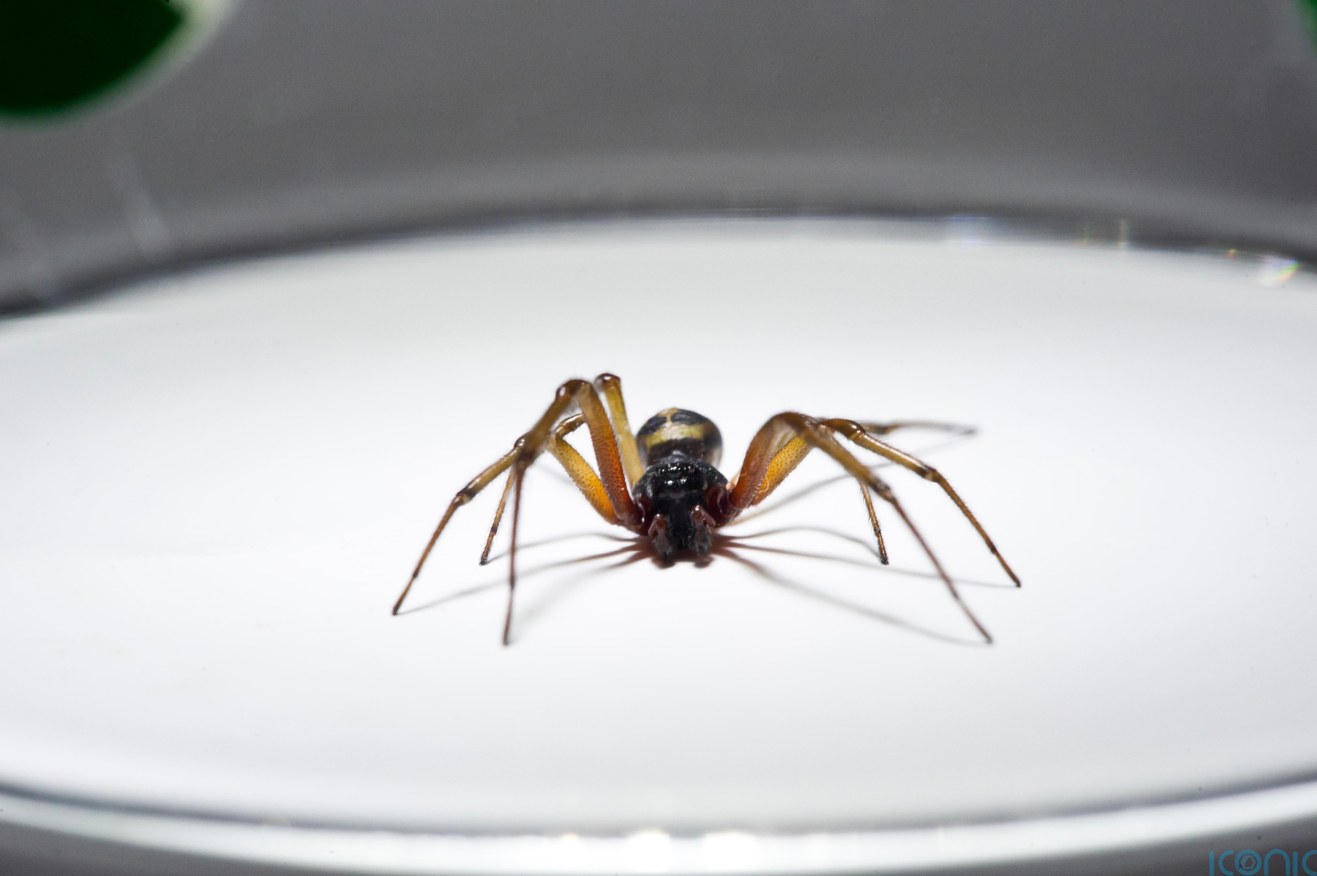 False widow spiders 230 times more poisonous than native ...
