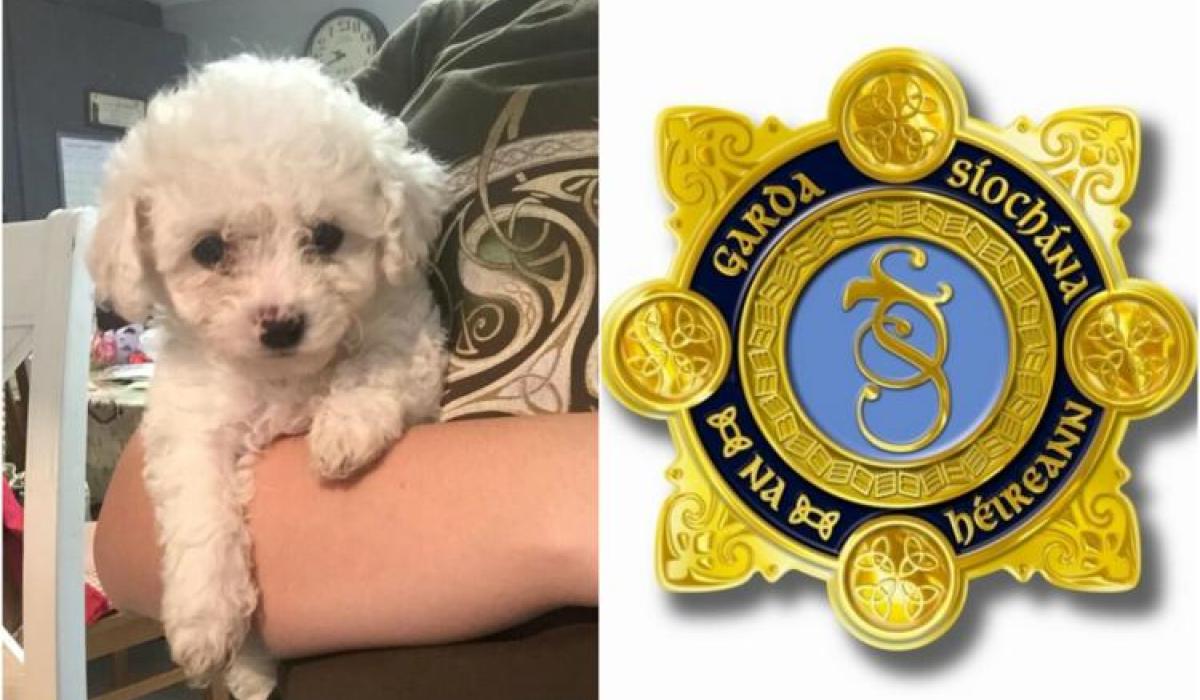 Kilkenny dog owners here's some garda tips to protect your dogs from theft! Kilkenny Live